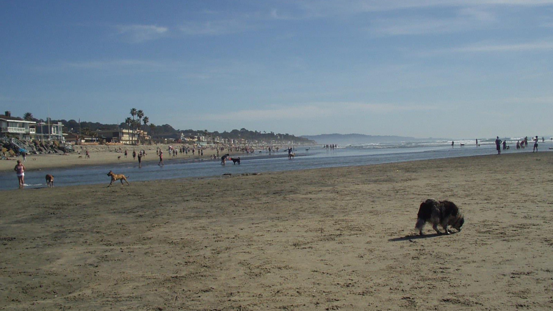 people on the beach swimming with dogs